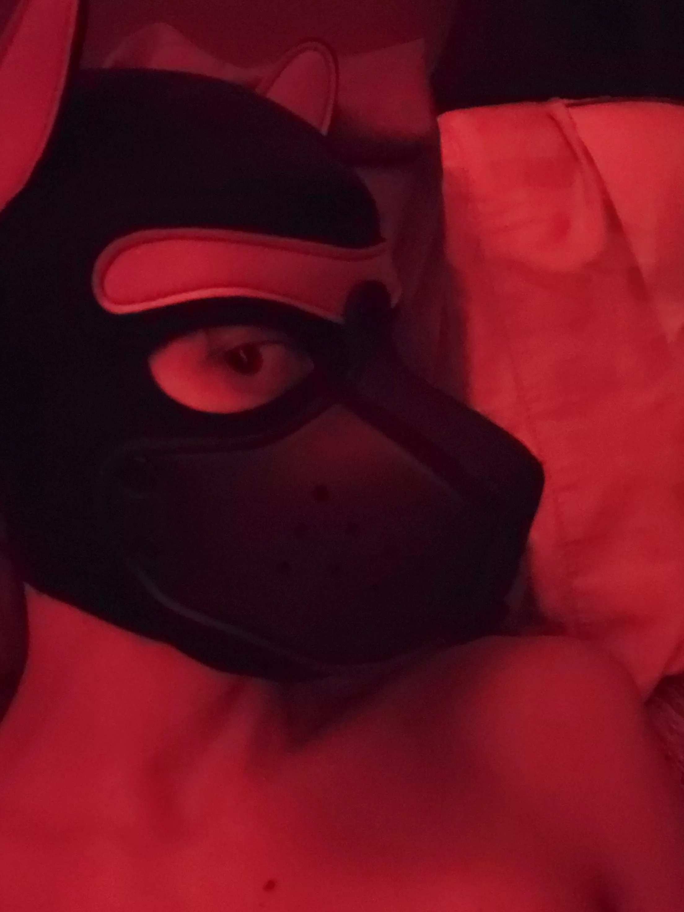 Red Puppy 🐶