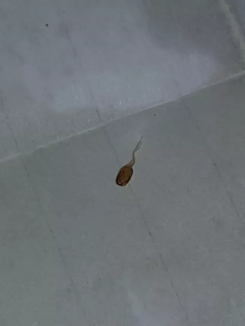 scratched this little fella out of my side tonight.