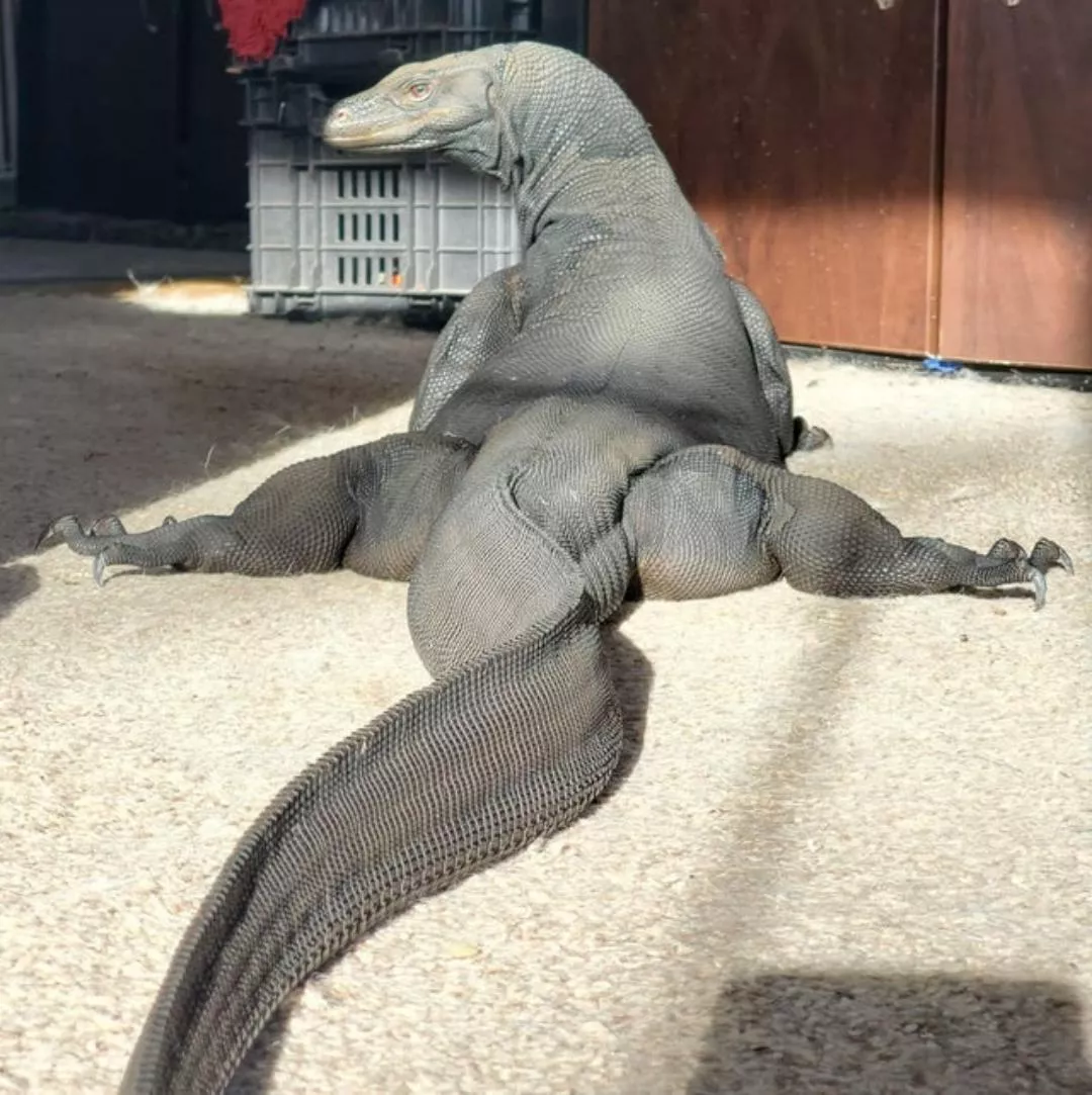 Thicc