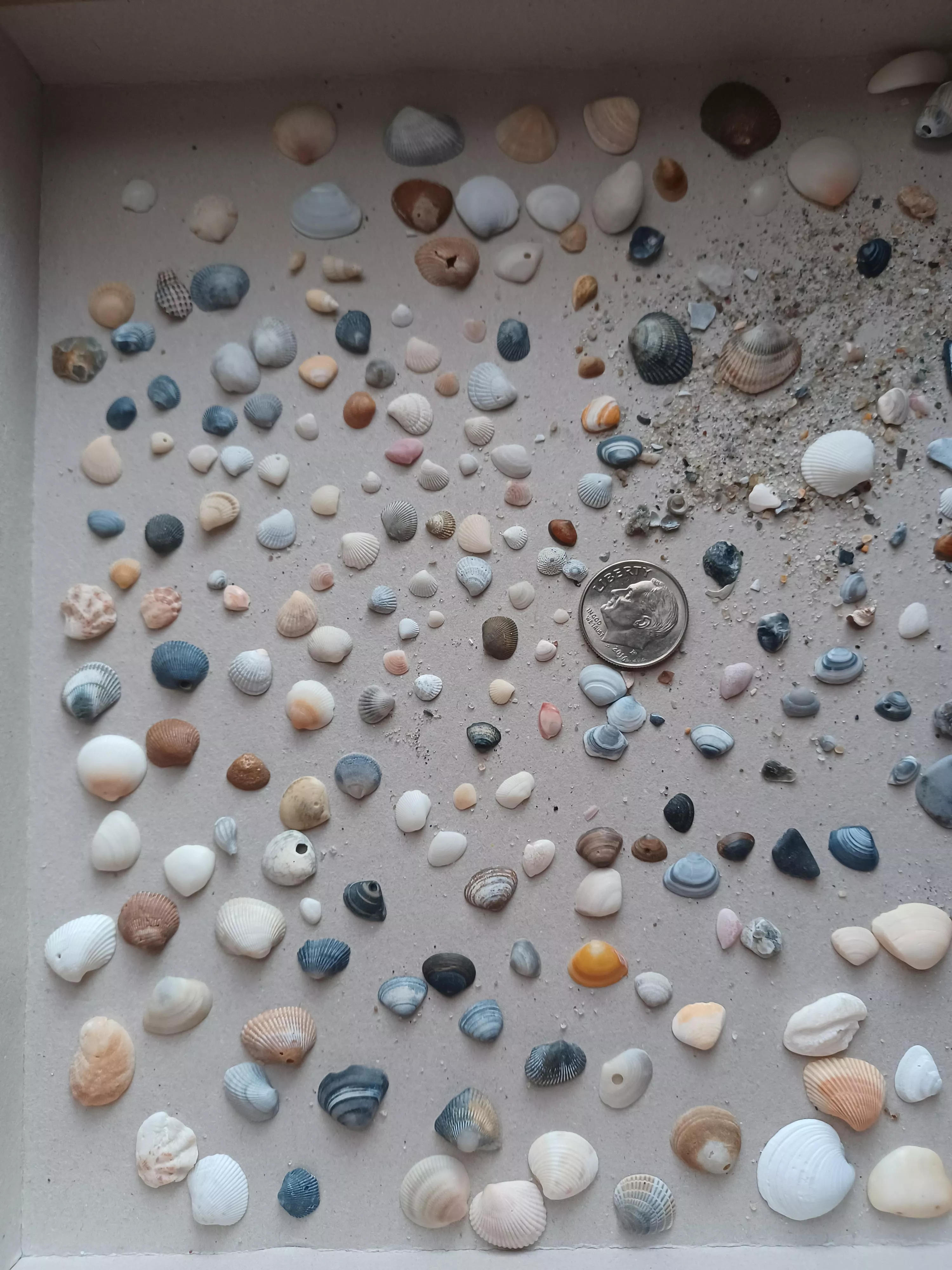 tiny seashells