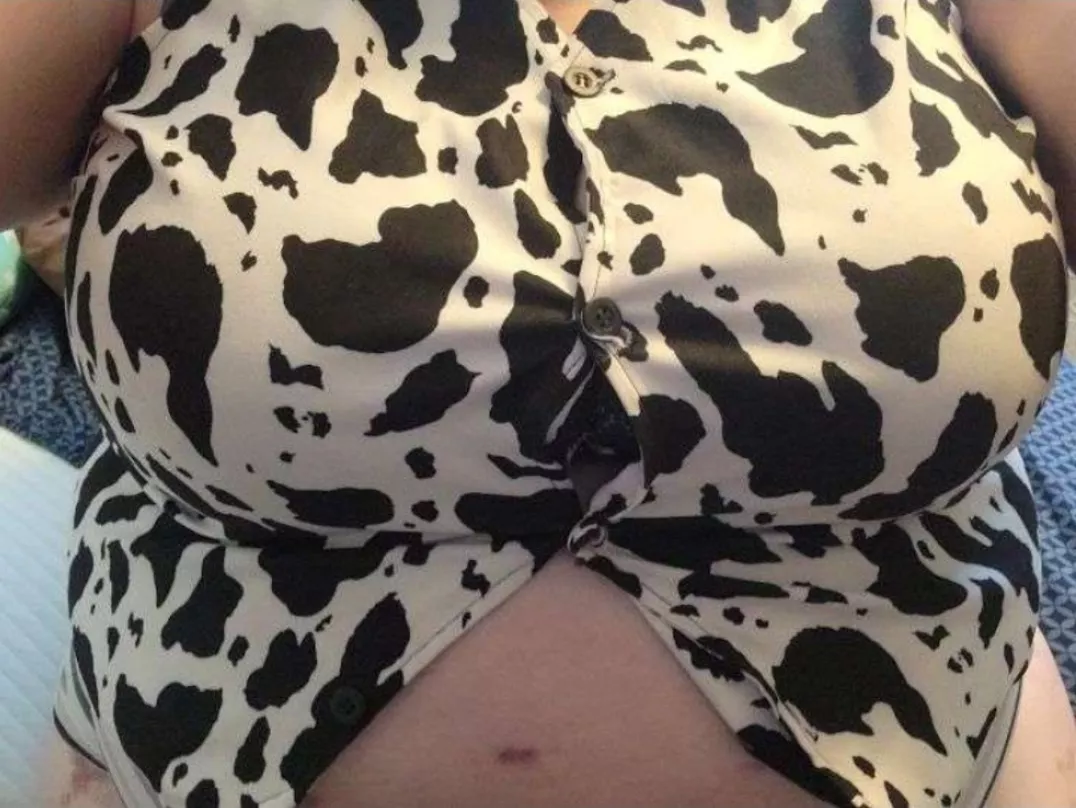 Udders about to burst out