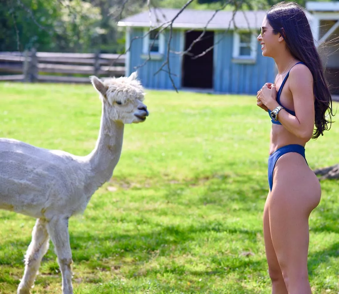 Alpaca Porn