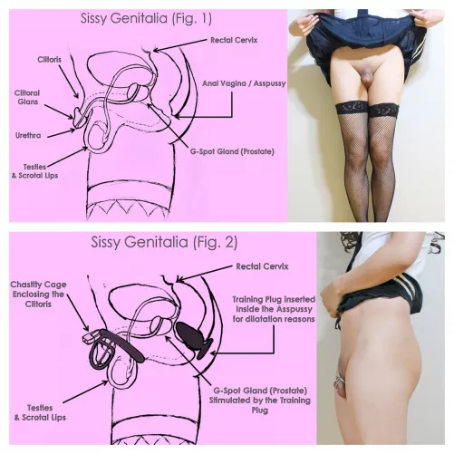 Anatomy Lesson for Sissies