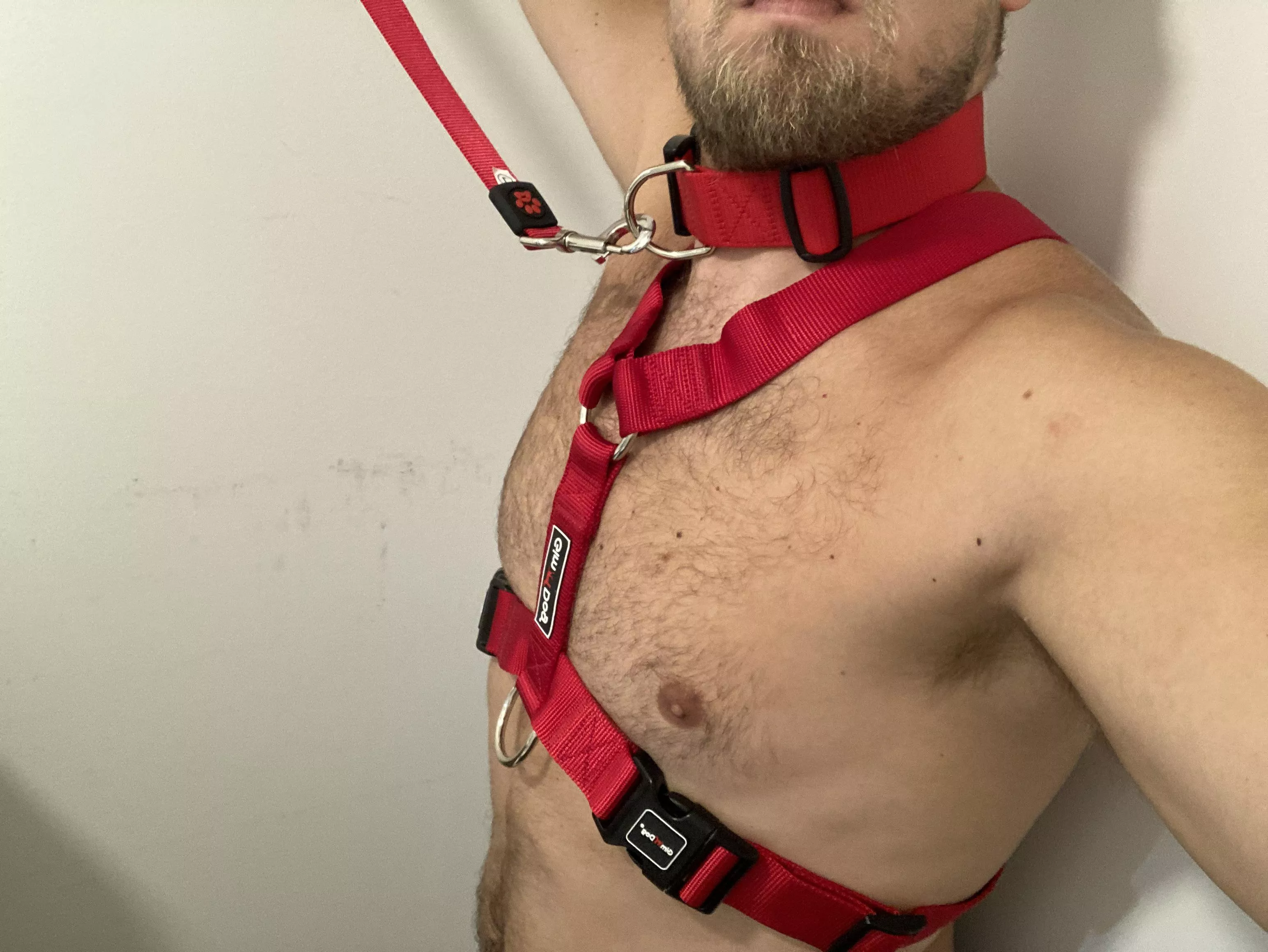 Any dog handler to train me as his dog on livecam Discord. Me 27 you max 25. I have all proper dogs equipment. Discord : Duster3332#9107 Any dog handler to train me as his dog on livecam Discord. Me 27 you max 25. I have all proper dogs equipment. Discord : Duster3332#9107
