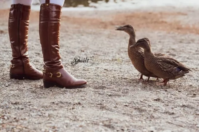 Brown leather riding boots even these ducks admire them 😁