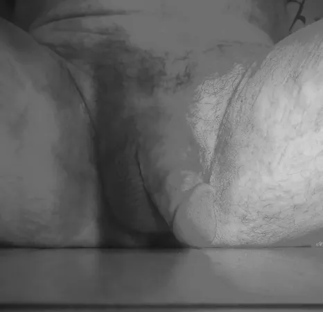 Cock in grays (M)(65)