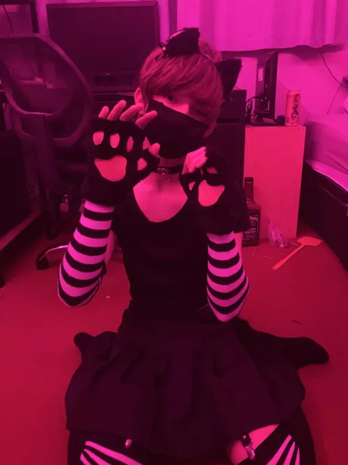 Felt cute, might harass my owner for hedpats then bite him later