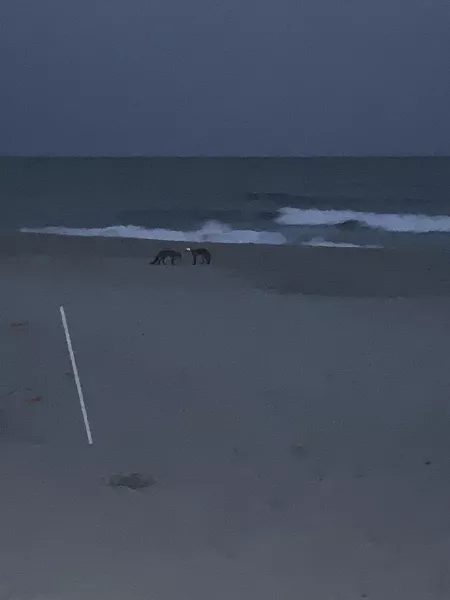 Foxes on the beach lol