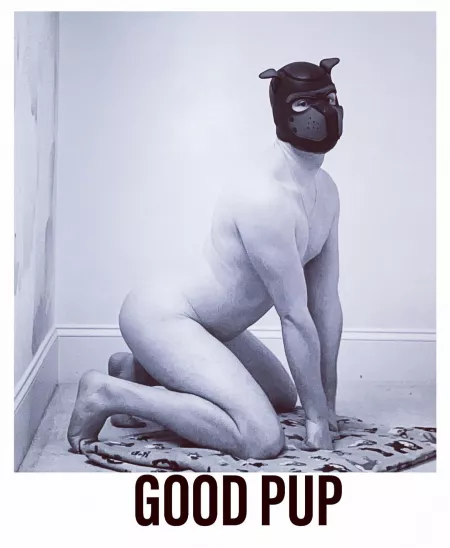 Good Pup, wouldn’t you agree?