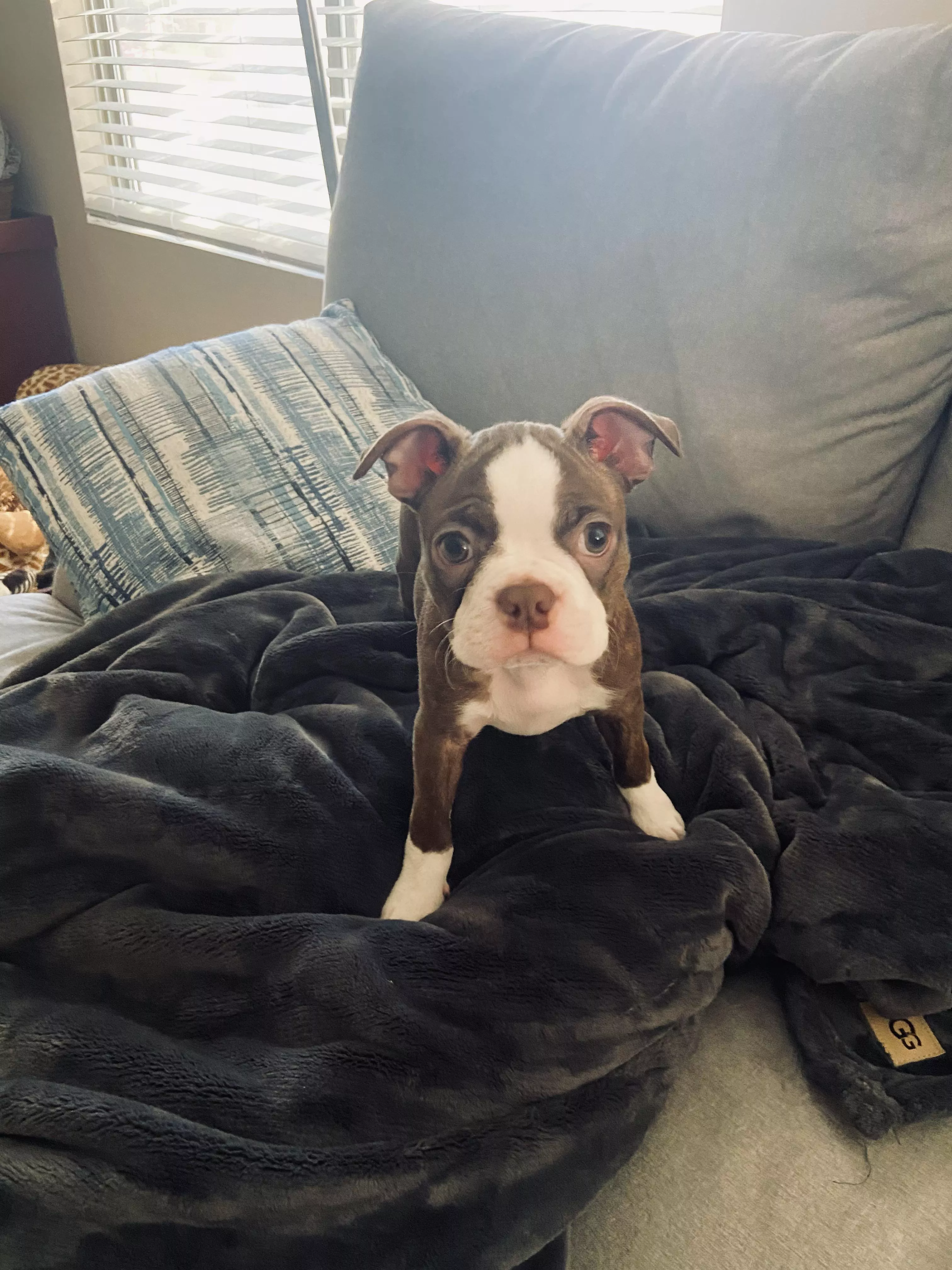 Got a new puppy 😅 so basically my dogs had a litter of puppies and I got to keep one his name is potter :) Got a new puppy 😅 so basically my dogs had a litter of puppies and I got to keep one his name is potter :)