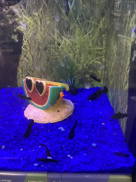 Guess I haven’t done the quest to unlock these fish.