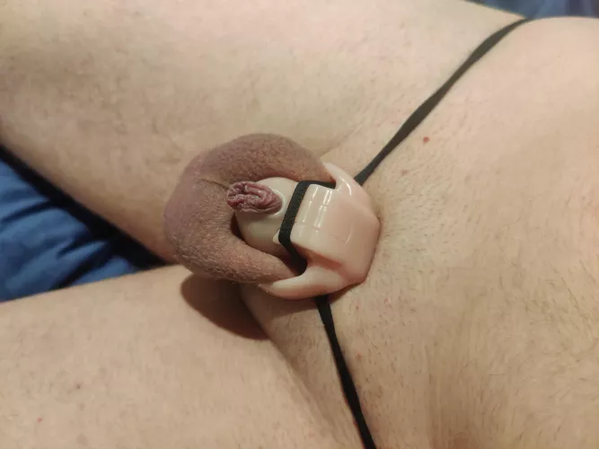 My mini clitty firmly locked 🤭