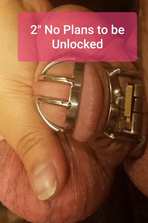 My wife admitted during Locktober she thinks its hotter when I cum in my cage than in her (she loves getting creampied)...I dont remember the last time I was inside her...6-7 weeks ago? I might have gotten cut off from pussy AND full erections ðŸ˜ðŸ˜ ð
