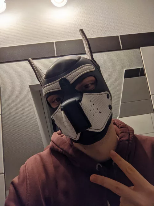 new wolf pup on the block, hope i'm welcome 🐺