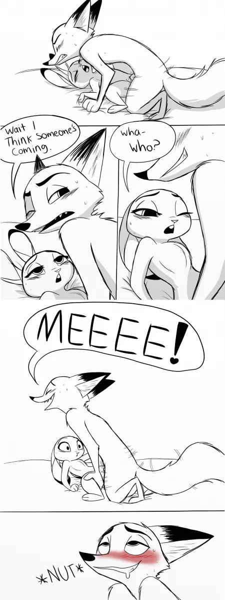 Nick always the sly fox [MF] credit : ragdoll