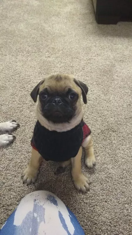 This is my Dexter, when he was just a puppy. One of my favorite pictures.